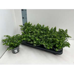 CUPH HYSSOPIFOLIA