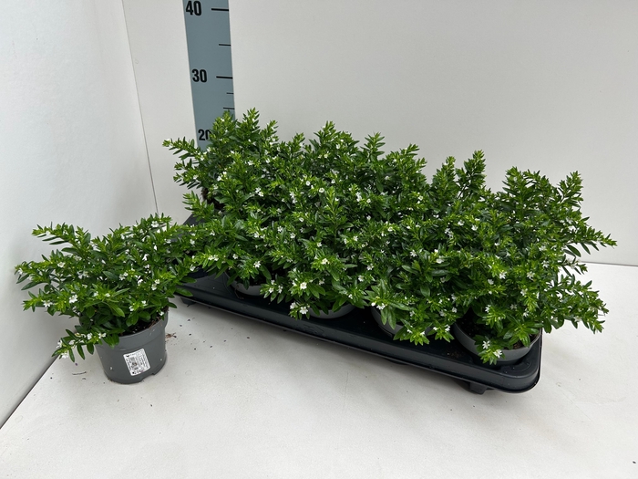 <h4>CUPH HYSSOPIFOLIA</h4>