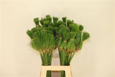 <h4>Cyperus Papyrus</h4>