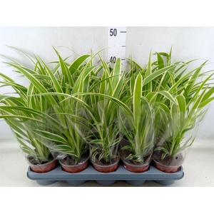 Chlorophytum com.