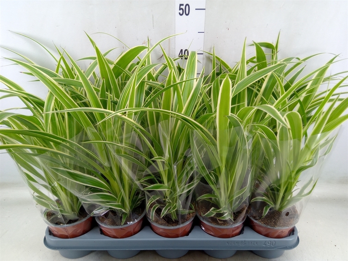 <h4>Chlorophytum com.</h4>
