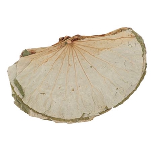 Nature Lotus Leaf Big P/10