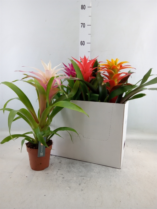 <h4>Guzmania   ...mix</h4>