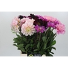 Dahlia Gemengd in fust