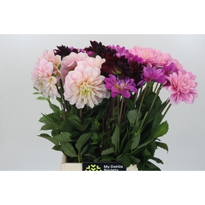 Dahlia Gemengd in fust