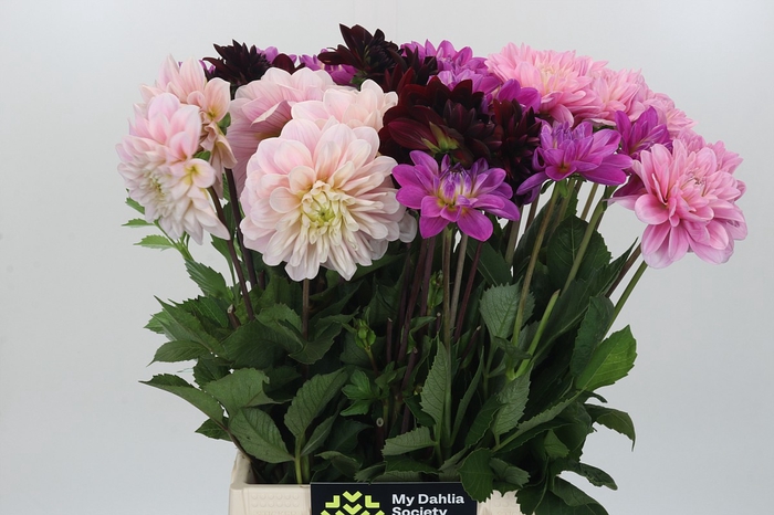 <h4>Dahlia Gemengd in fust</h4>