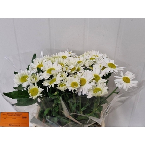 LEUC VULG RHEINBLICK