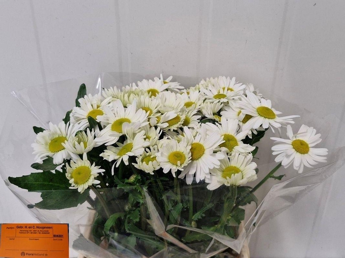 <h4>LEUC VULG RHEINBLICK</h4>