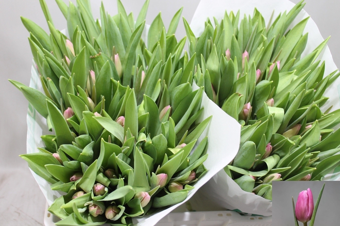 <h4>TU EN JUMBO PINK</h4>