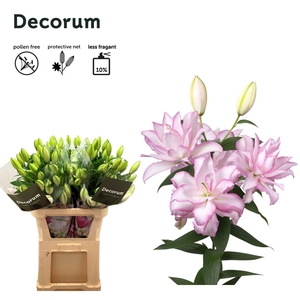 LI DBL OR ANOUSKA 5+