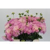 Dahlia Pink Pop