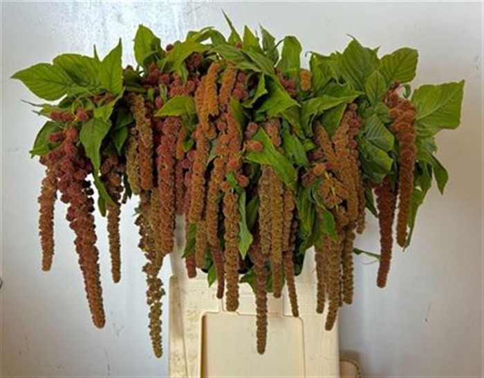 <h4>Amar Ca Coral Founta</h4>