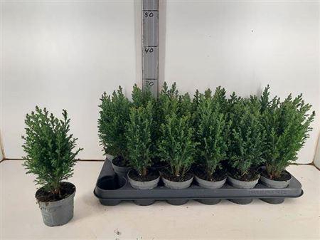 <h4>Cham L Ellwoodii</h4>