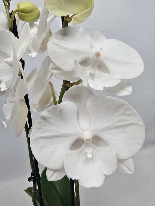 <h4>Limited 09 week 15</h4>