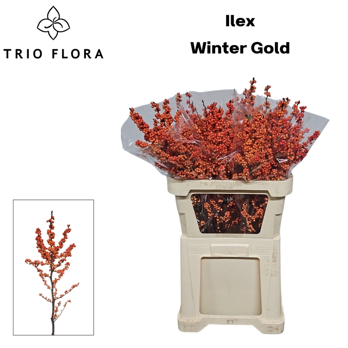 <h4>ILEX VE WINTER GOLD 997 L80</h4>
