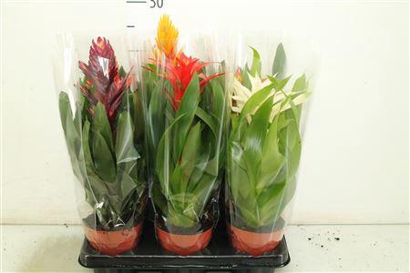 Bromelia Gem