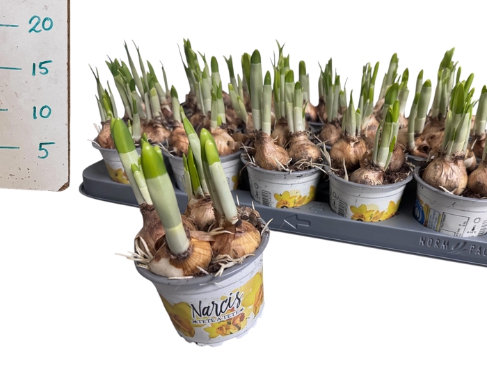 <h4>NARC O TETE A TETE</h4>