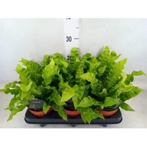 Asplenium nidus 'Crispy Wave'