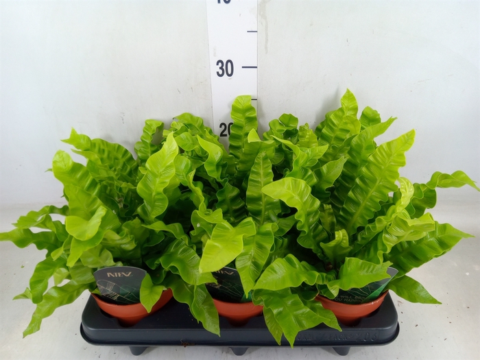 <h4>Asplenium nidus 'Crispy Wave'</h4>