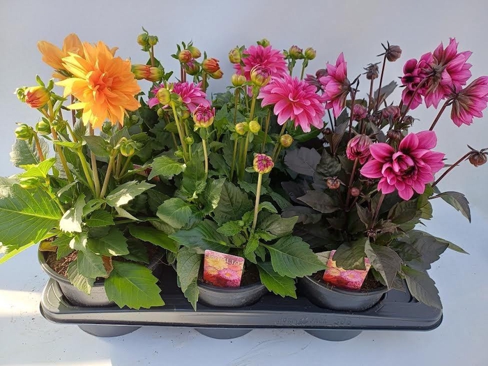 <h4>DAHL DAL MAX GEM</h4>