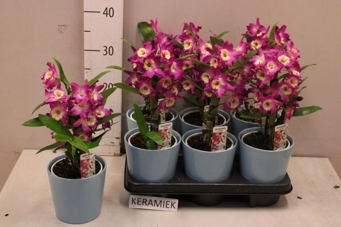 <h4>DEND NOBILE</h4>