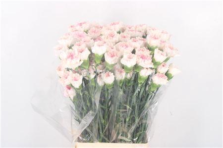 <h4>Di St Yukari Cherry</h4>