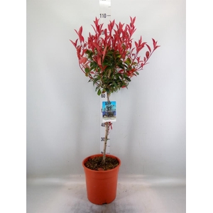 Photinia fraseri