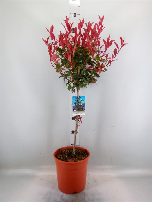 <h4>Photinia fraseri</h4>