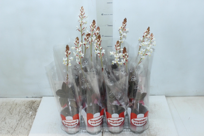 <h4>LUDISIA P08</h4>