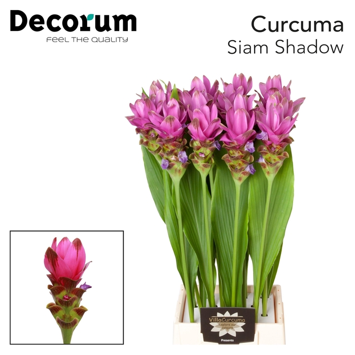 <h4>CURC SIAM SHADOW</h4>