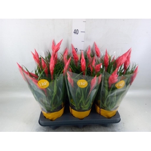 Vriesea  'Astrid'