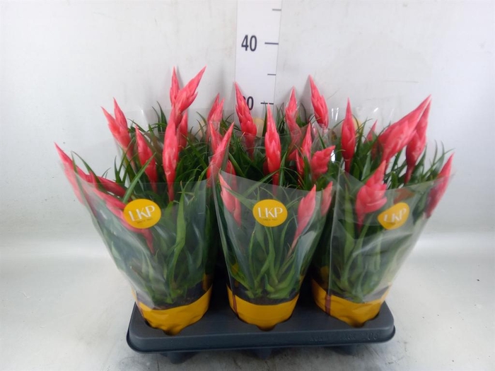 <h4>Vriesea  'Astrid'</h4>