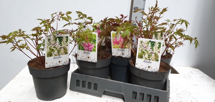 <h4>ASTILB GEM 3 KL</h4>