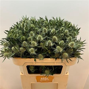 Eryngium Magical White Lagoon