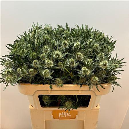 <h4>Eryngium Magical White Lagoon</h4>