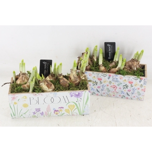 arr4 Narcis RN - Kist Garden grace