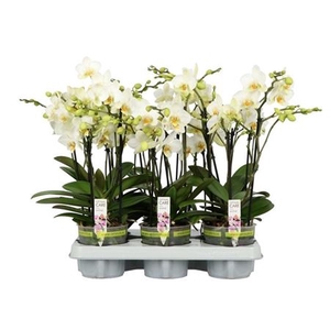 PHAL BOQUETTO BEAUTY 3-5 TAK SHORTY