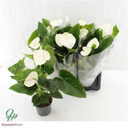 <h4>Anthu An Alaska 4-5+++</h4>