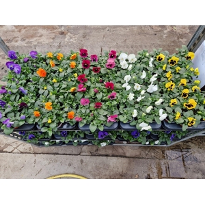 Viola F1 hybride mixkar