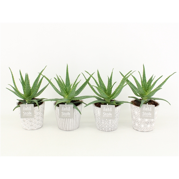 <h4>Aloe Arborescens in Star pot</h4>