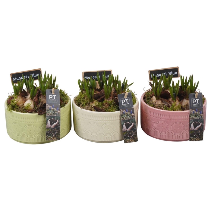 <h4>Arr.  Muscari L%</h4>