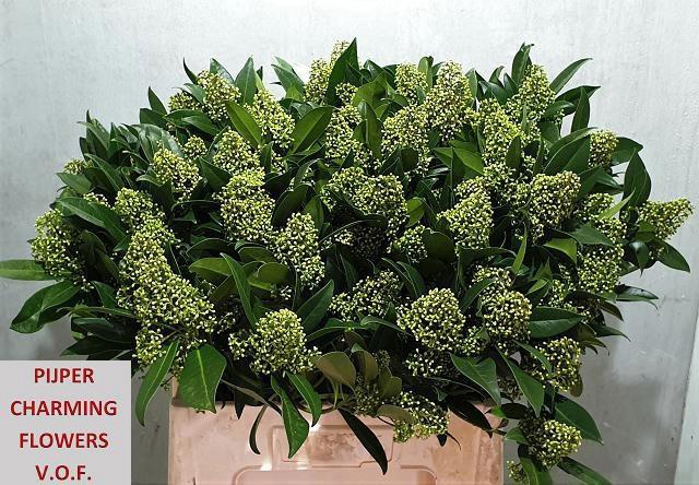 <h4>SKIM C KEW GREEN BS</h4>