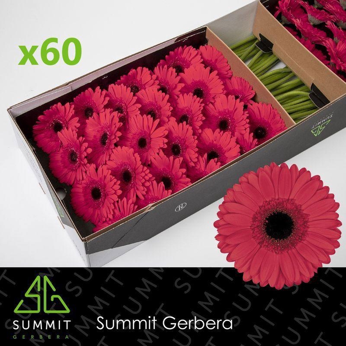 <h4>GE GR HAMPTONS</h4>