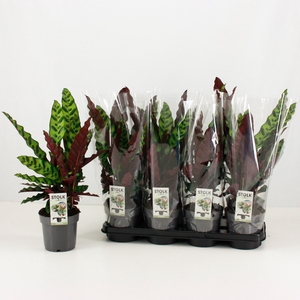 CALAT LANCIFOLIA