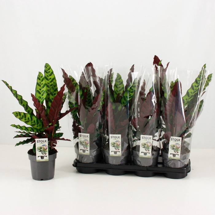<h4>CALAT LANCIFOLIA</h4>