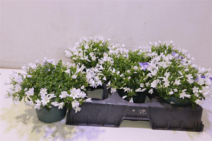 <h4>Camp Portenschlagian</h4>