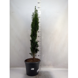 Taxus baccata 'Fastigiata'