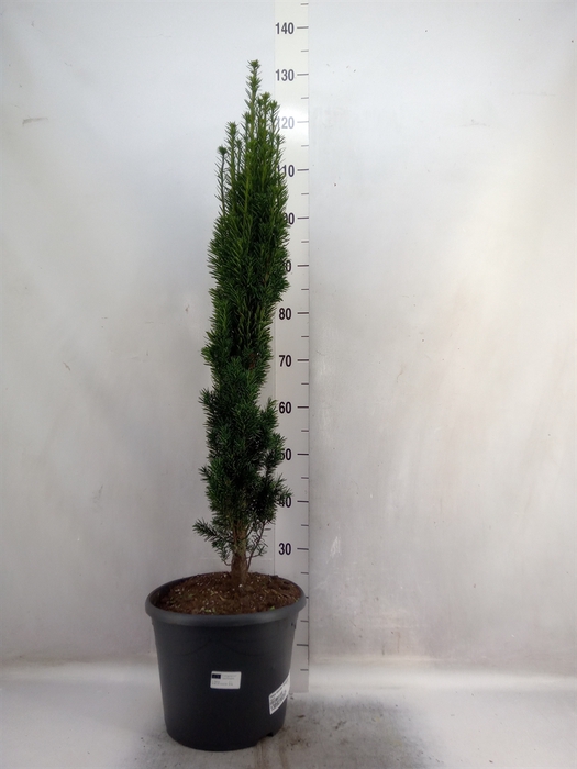 Taxus baccata 'Fastigiata'