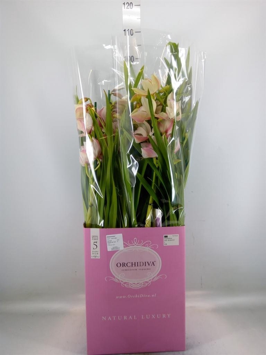 <h4>Cymbidium ...</h4>