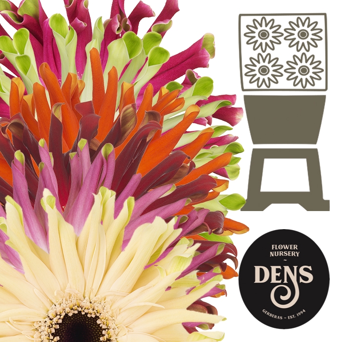 <h4>Gerbera Pastini Mix Pastini Lang Gelijk 56cm Diamond</h4>